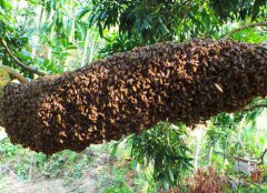 卖蜂蜜的小蜜蜂:购买天然好蜜直接找蜂农